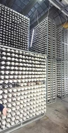 探尋齊長(zhǎng)城 長(zhǎng)城腳下“智慧工廠”助民增收，香菇基地里“枯木變金”激活網(wǎng)絡(luò)文化傳播